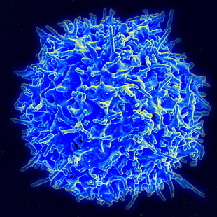 T-lymphocyte,  Cells,  Thymus,  James p allison