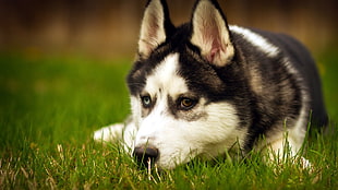 adult black and white Siberian husky with heterochromia iridum, dog, Siberian Husky 
