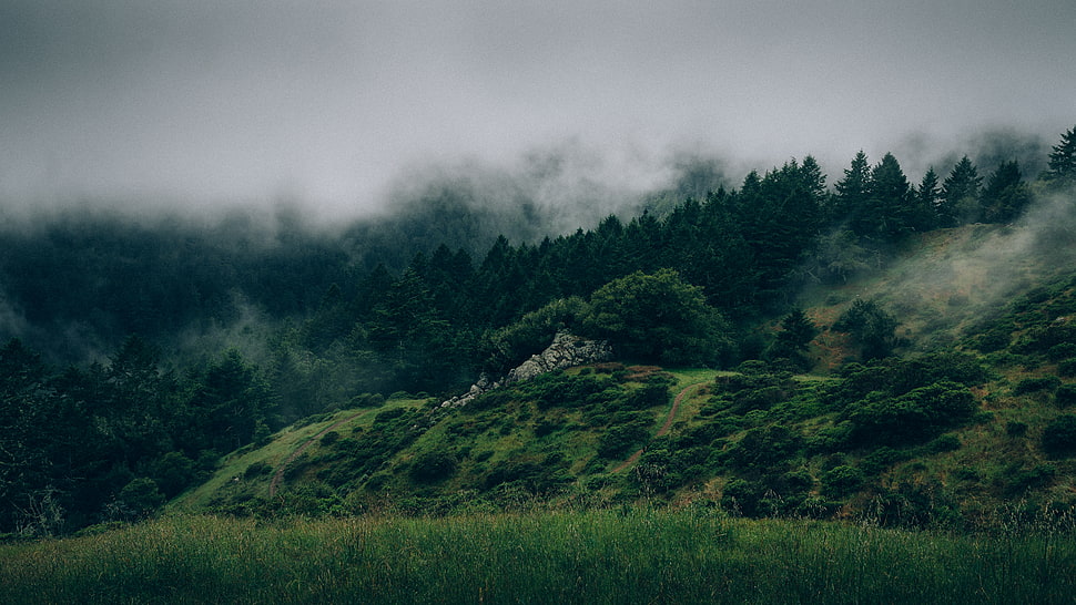 green grass field, mist, forest, nature, trees HD wallpaper