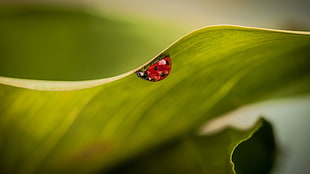 macro photography of ladybug HD wallpaper