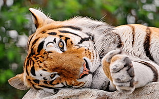 Bengal Tiger lying on rock HD wallpaper