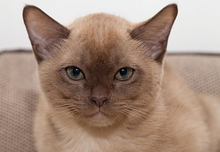 closeup photo of siamese cat