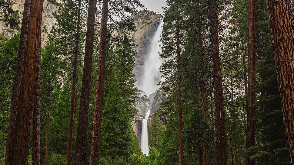 falls and pine trees wallpaper, landscape, waterfall, forest HD wallpaper