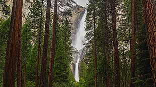 falls and pine trees wallpaper, landscape, waterfall, forest