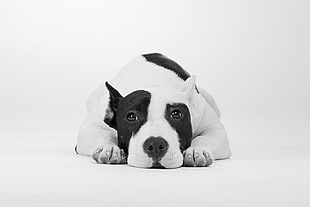 adult white and black American Bully with white background