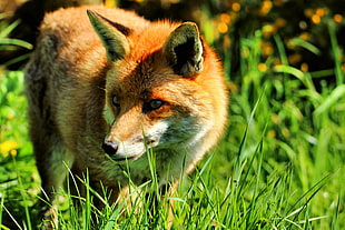 brown fox HD wallpaper
