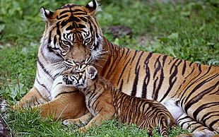 adult tiger with cub on green grass field