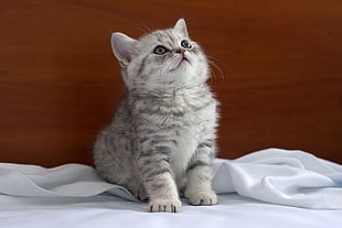 gray tabby kitten looking above HD wallpaper