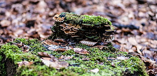 brown mushroom macro photo, forest, moss, nature HD wallpaper