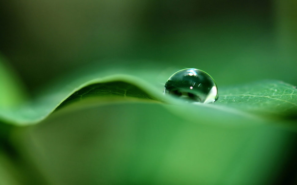 water dew on top of green leaf micro biography HD wallpaper