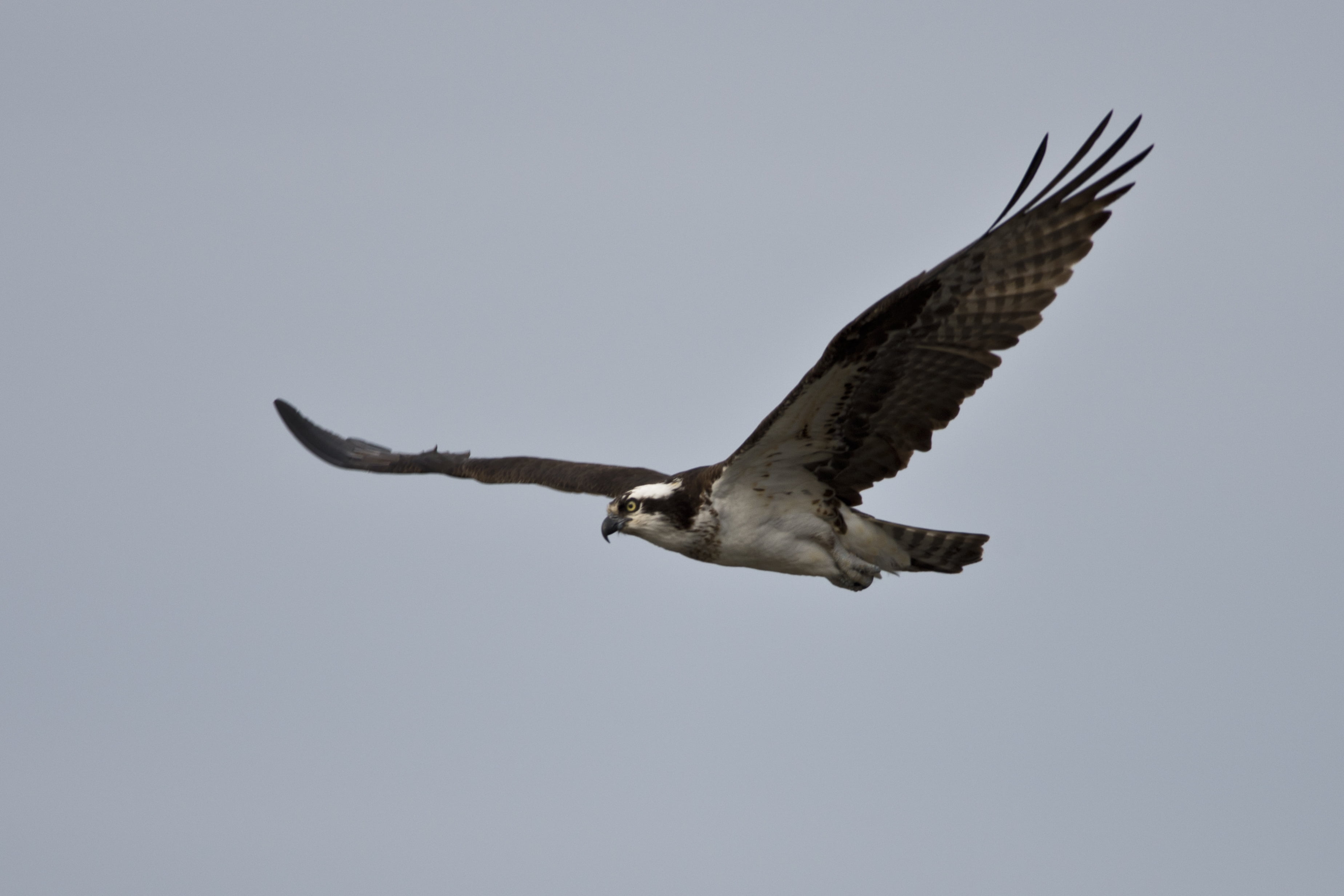 Free photograph; osprey, bird, flight, detailed, image, pandion, haliaetus