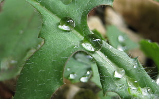 macro photography of water droplets during daytime