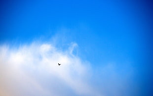 black bird, birds, flying, sky, clouds HD wallpaper