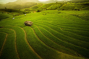 green lawn, nature, landscape, Thailand, alone HD wallpaper
