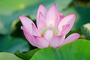 selective focus photography of pink lotus