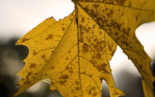 selective focus photography of yellow maple leaf