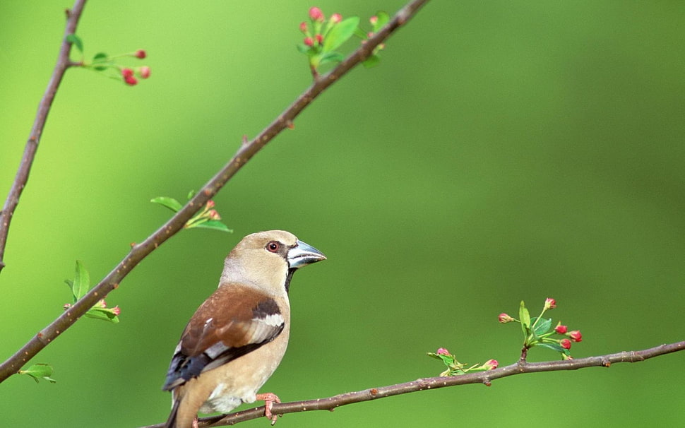 brown and gray bird perching on tree branch during daytime HD wallpaper