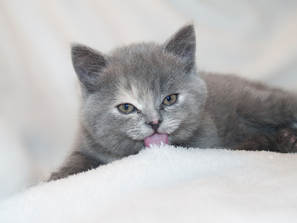 chartreux HD wallpaper