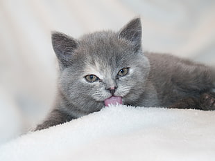 chartreux HD wallpaper