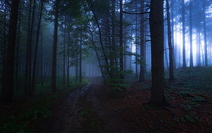 green trees, nature, evening, mist, forest