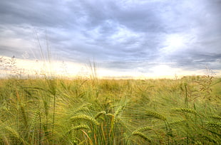 landscape photography of green grass field under gray clouds