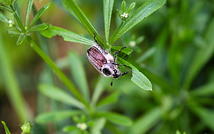 macro photo of a brown June beetle on green leaf