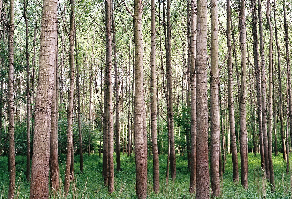 green trees HD wallpaper