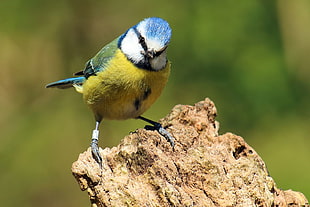 selective focus photography of blue and green short beak bird, blue tit
