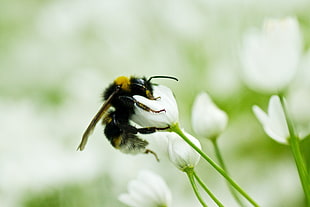 Bumble Bee HD wallpaper