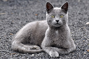 gray cat with green eye