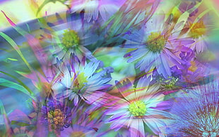 purple Daisy flowers photo HD wallpaper