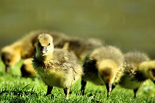 closeup photography of group of ducklings, gosling