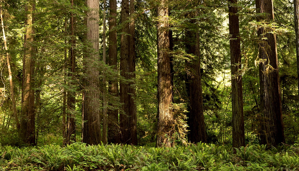 green trees, forest HD wallpaper