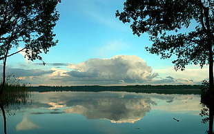 body of water surrounded by plants under cloudy sky