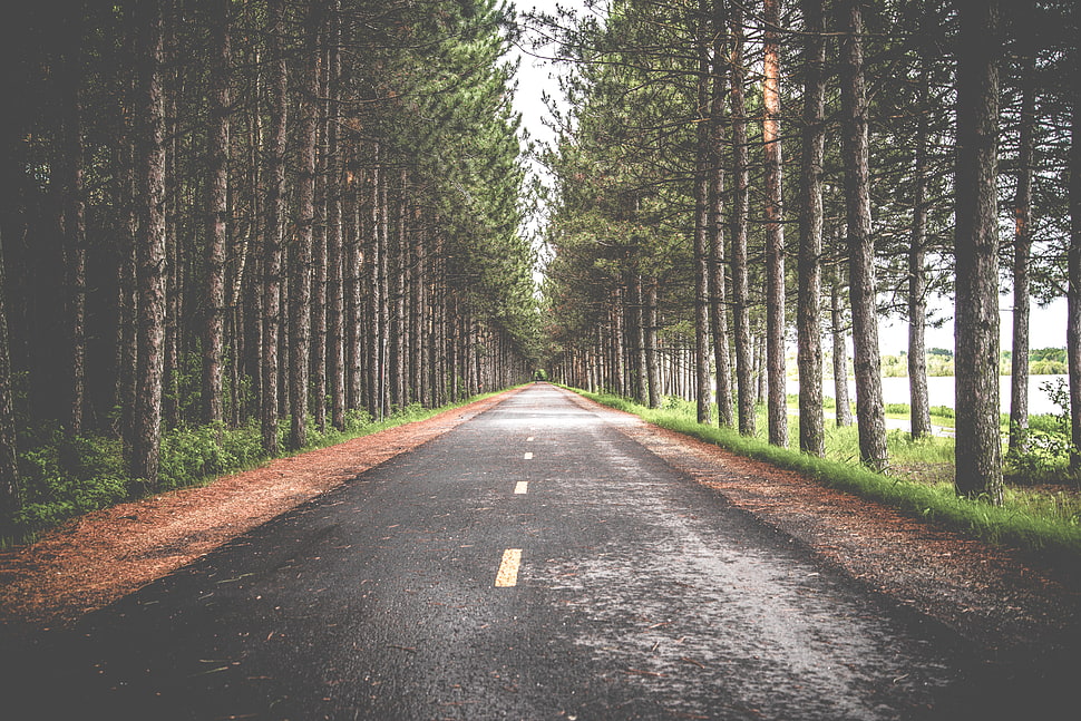gray concrete road between trees HD wallpaper