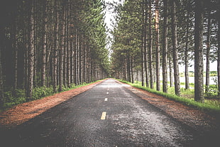 gray concrete road between trees