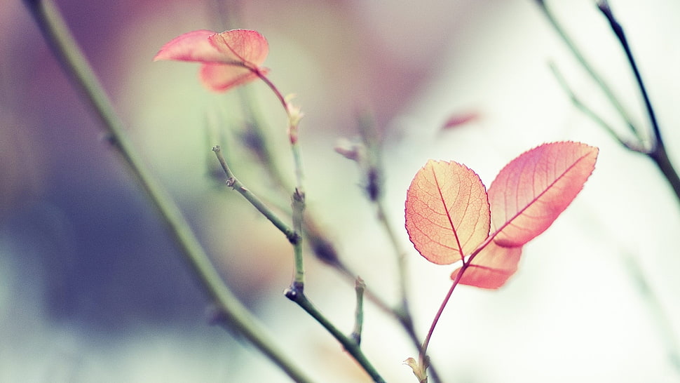 macro photography of red leaf HD wallpaper