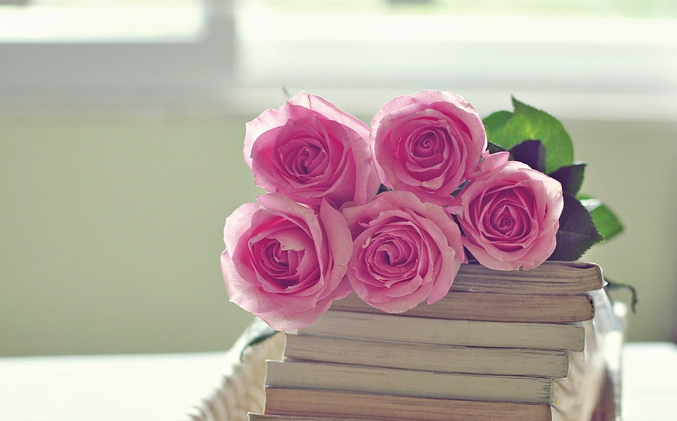pink roses on top of stack books HD wallpaper