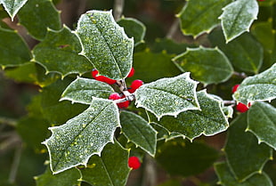 close up photo of green and gray petaled plant, holly