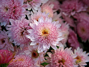 shallow focus photography of pink petal flower