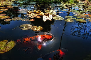 orange-and-black Koi fish in pond