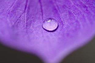 closeup photo of droplet of water