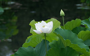 white Lotus flower at daytime