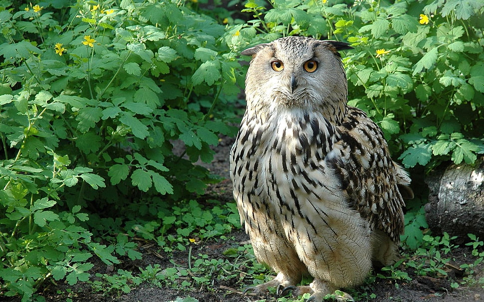brown and grey owl, owl HD wallpaper