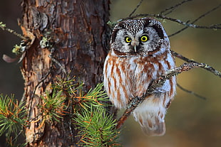 brown and white owl, plants, trees, animals, owl
