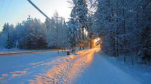 snow covered tree, landscape, snow, road, Sun
