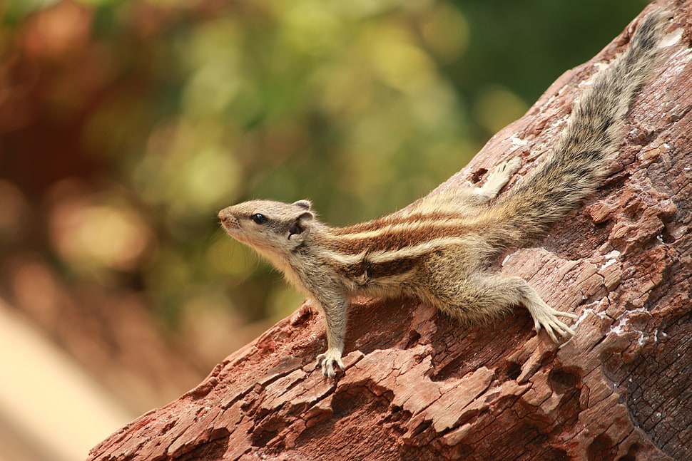 brown squirrel HD wallpaper