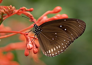 brown butterfly on red flowers