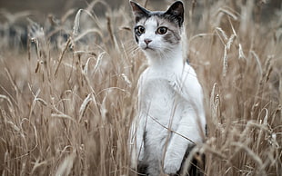 white and brown tabby cat in a field during daytime