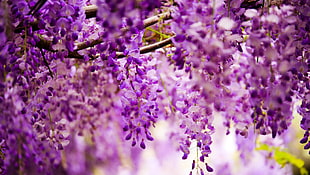 purple petal flower